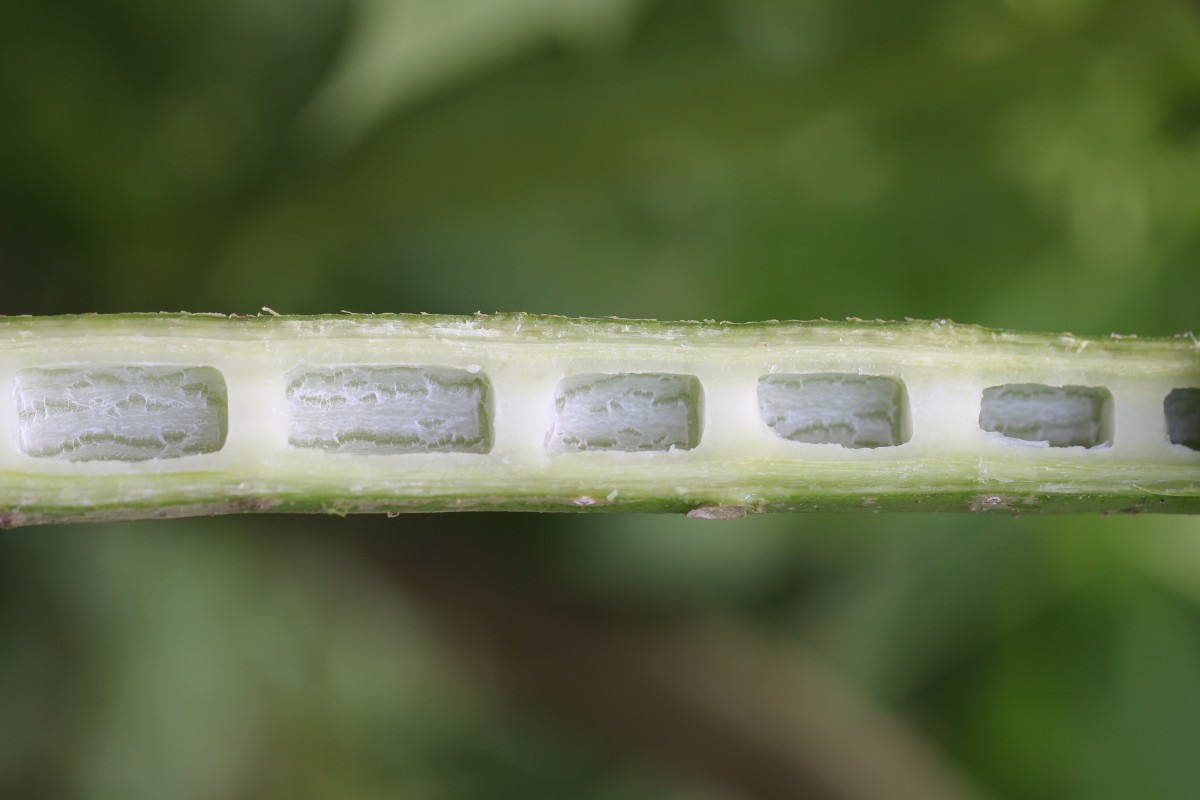 Carica papaya L.